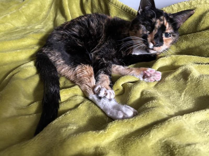 Princess Annabelle