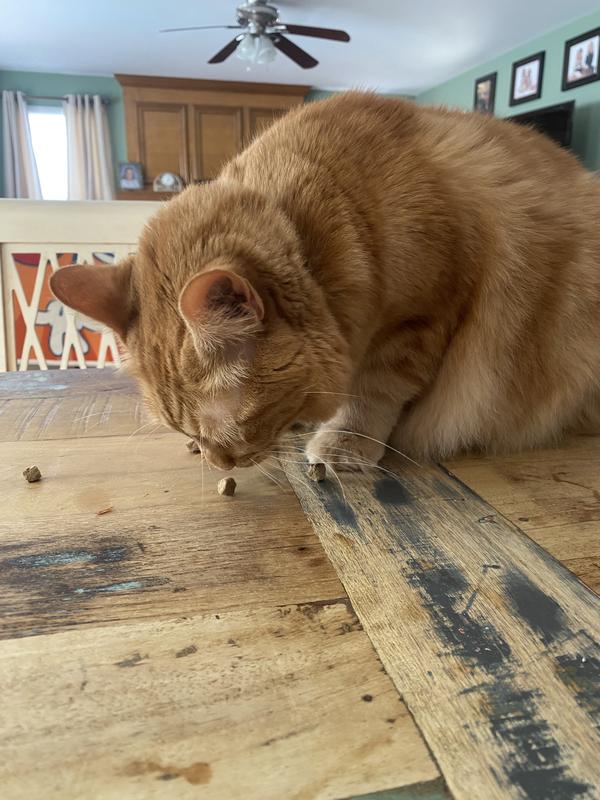 Checking out my new treats