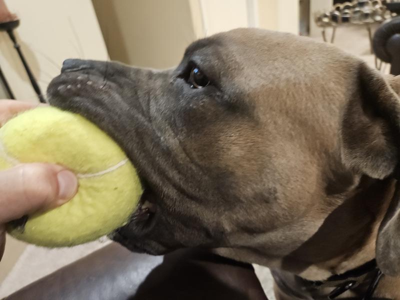 KONG Squeakair Ball Dog Toy, XLarge