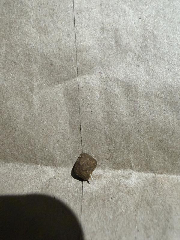 Shards of fish bone.