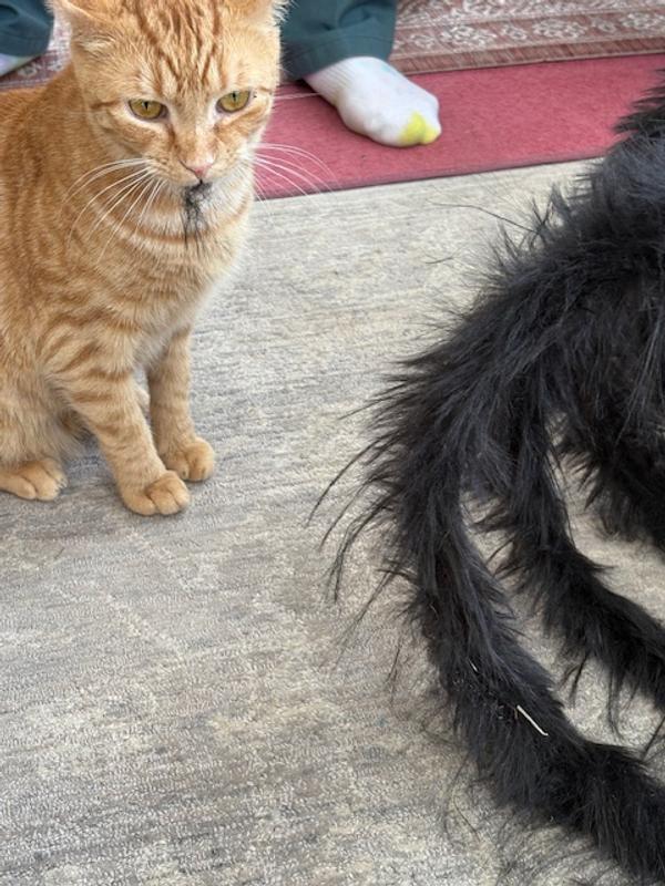 Black fur residue left on carpet and in the mouth of Otis!