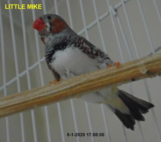 Little Mike, our zebra finch 11 yrs old