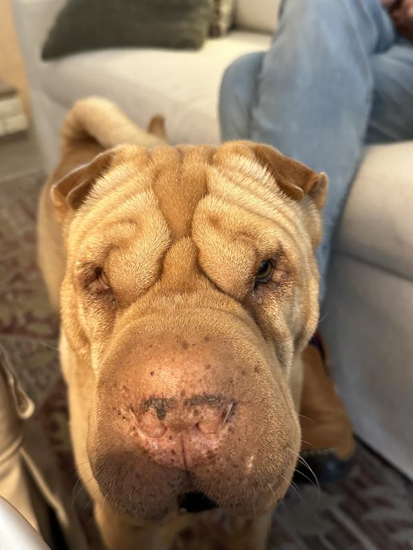 Buy more liver treats immediately!