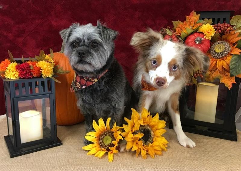 My fur babies