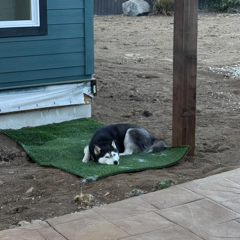 Dog napping in the only available grass
