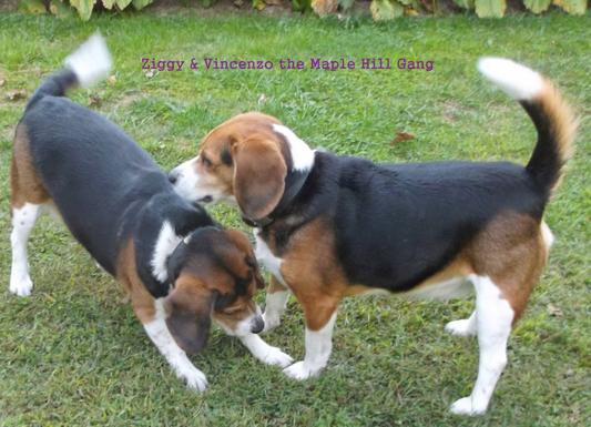 Ziggy & Vincenzo of the Maple Hill Gang