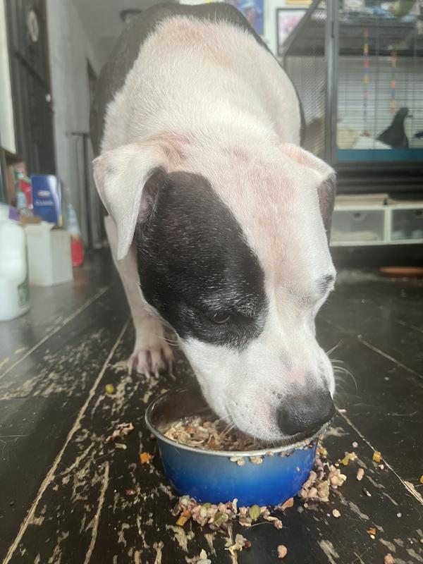 Large dog eats Weruva Awesome Bouncy Joint Health canned wet food from a blue bowl.