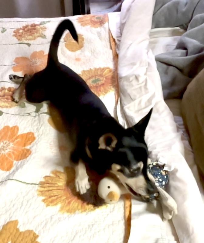 Kimchi with his new baby