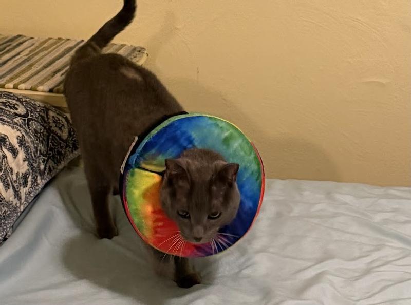 Best collar if your dog or cat. Soft, light weight and different colors to choose, from Chewy of course!