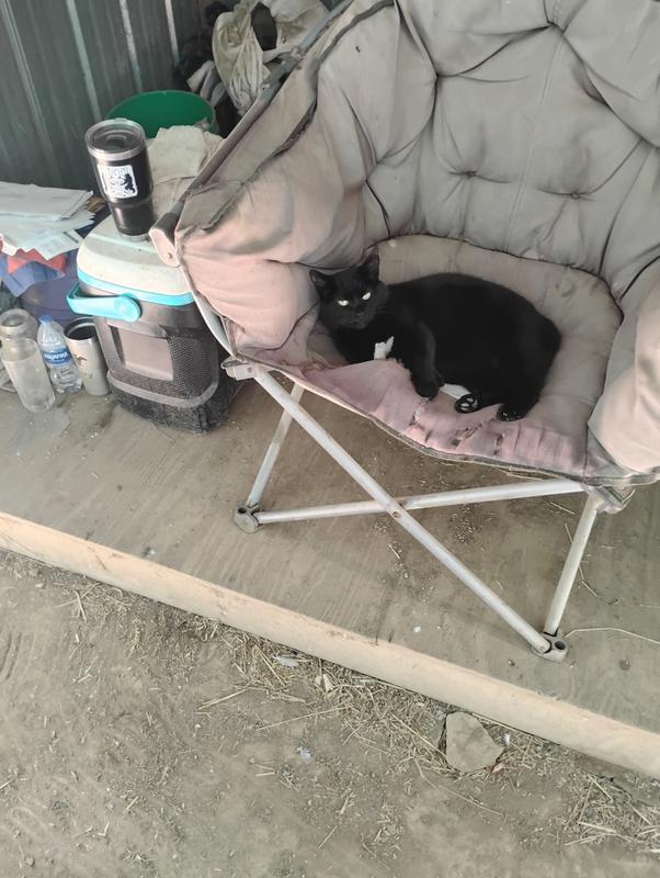 Aaaah, the life of a spoiled cat.