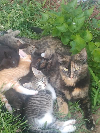 And we have cats
