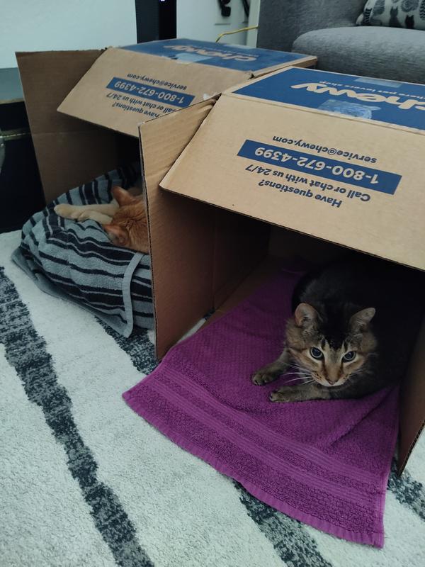 They have the best rest time's in the chewy box beds. LoL