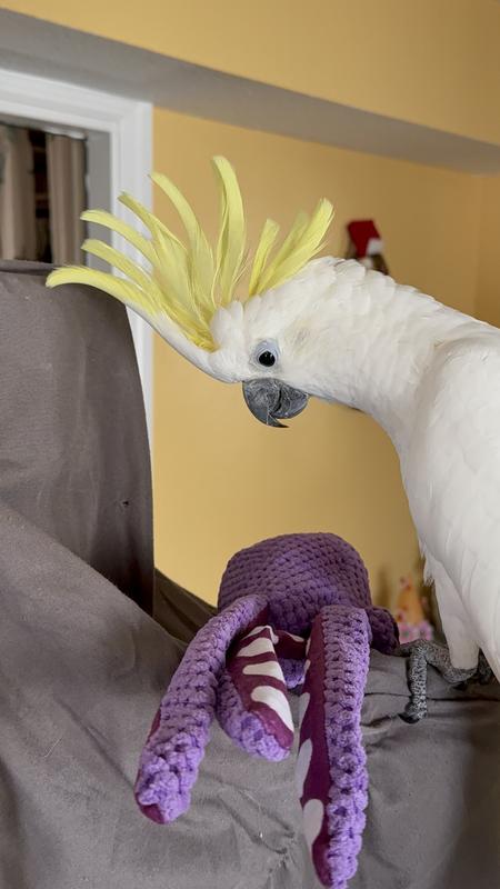 Angel getting ready to have some fun