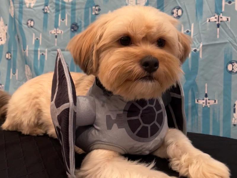 Dog tie fighter new arrivals