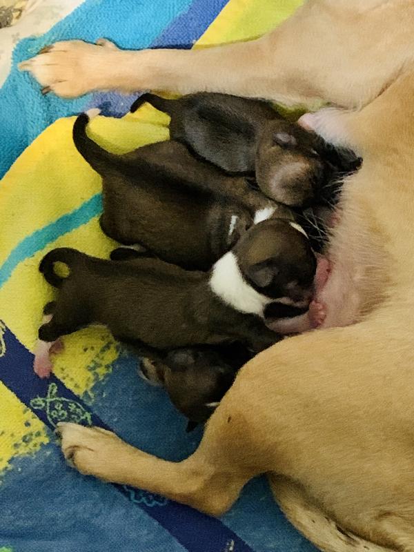 Mom-Gypsy with her 2-day old Chihuahua female puppies, 4 in total!!