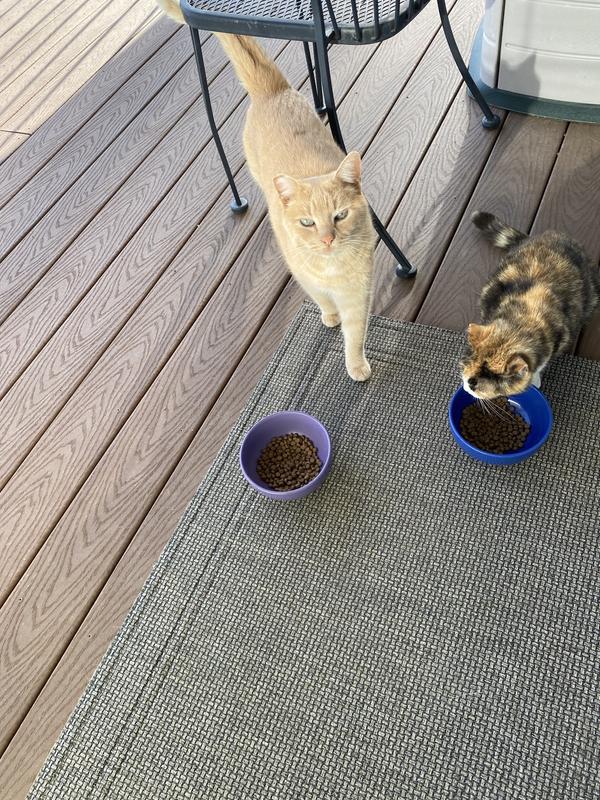 Mama (calico) and her son Biff
