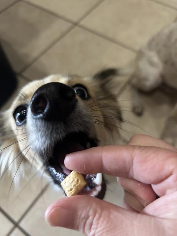 Hank, Rosie and Jack giving it a seal of approval