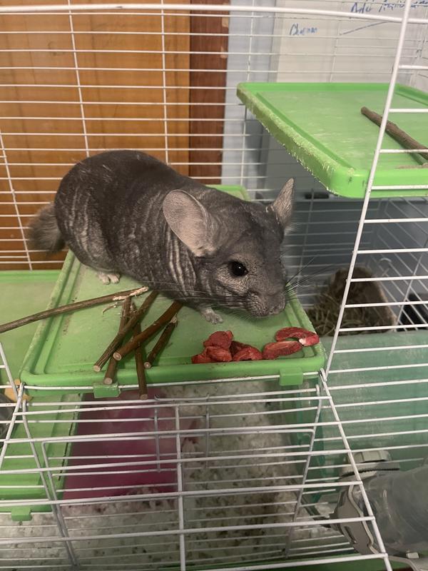 Rocko loves a good dust bath