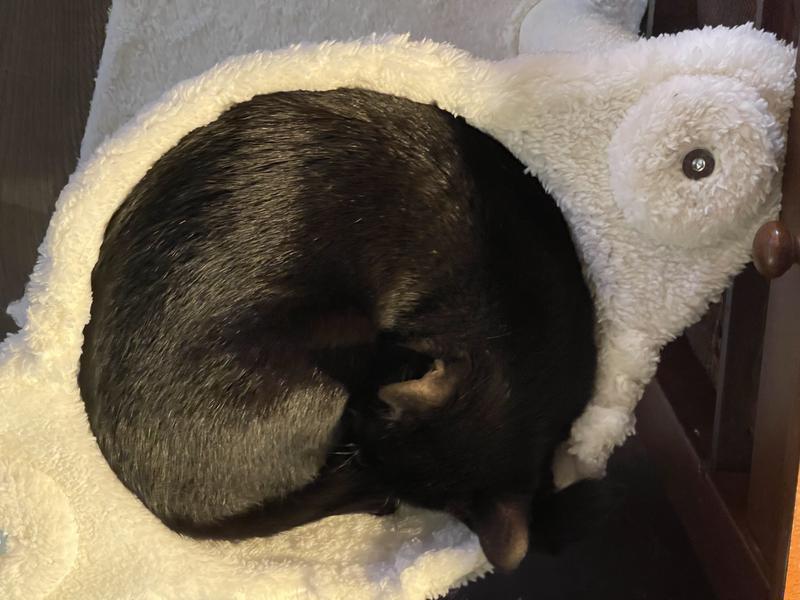 Roo curled up and happy!