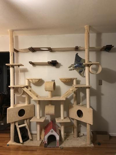 Biggest cat tree in best sale the world