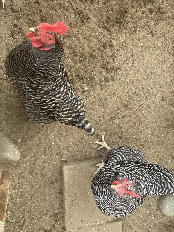 Spoiled hens who won't eat grit!