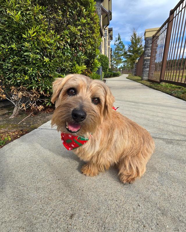 Ig: Quincynorfolkterrier
