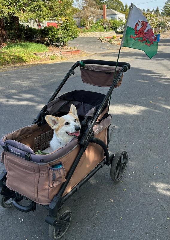 a happy corgi enjoying his wagon after a walk!