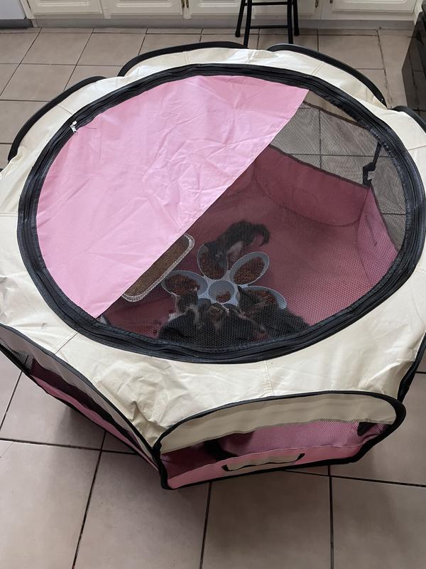 Younger kittens enjoying the heir playpen