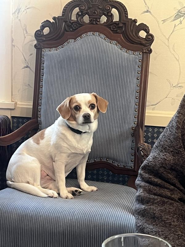 Abby in her forever home
