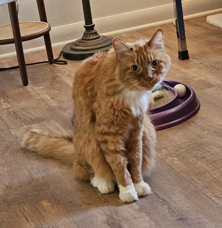 A Skinny Pumpkin giving me "the look".