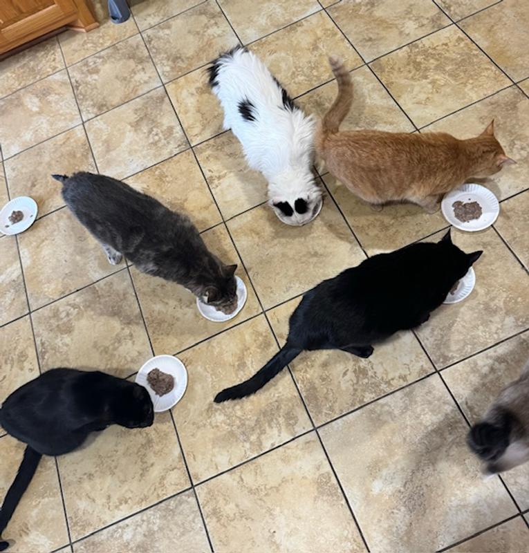 They are going to town on this food!