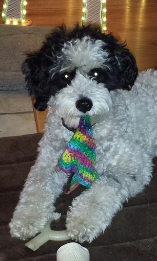Finley - 18 lb. Schnoodle
