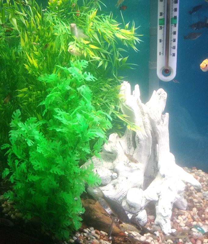 MARINELAND Bamboo for Aquariums Terrariums, 3-ft