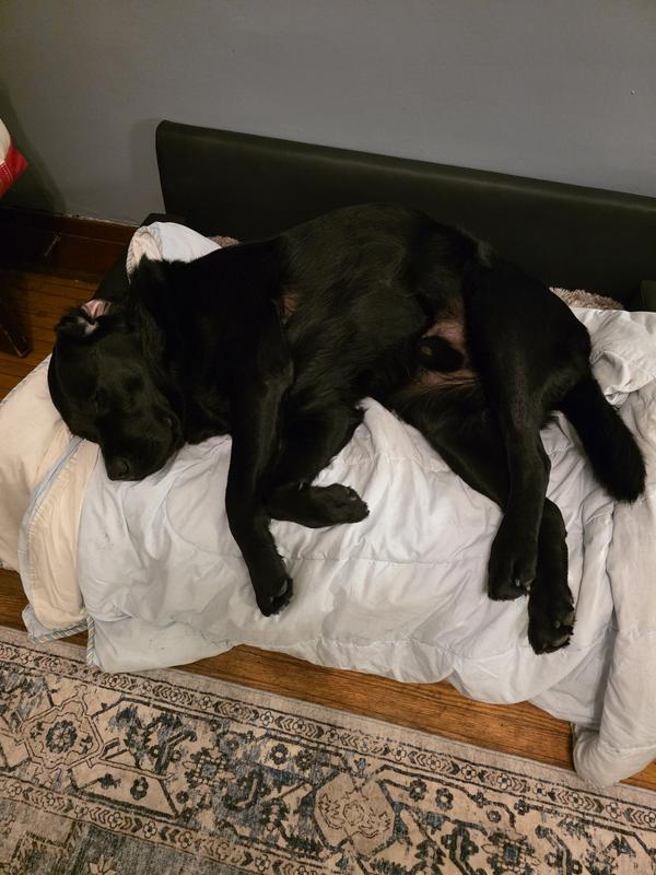 Chet enjoying his couch,  too