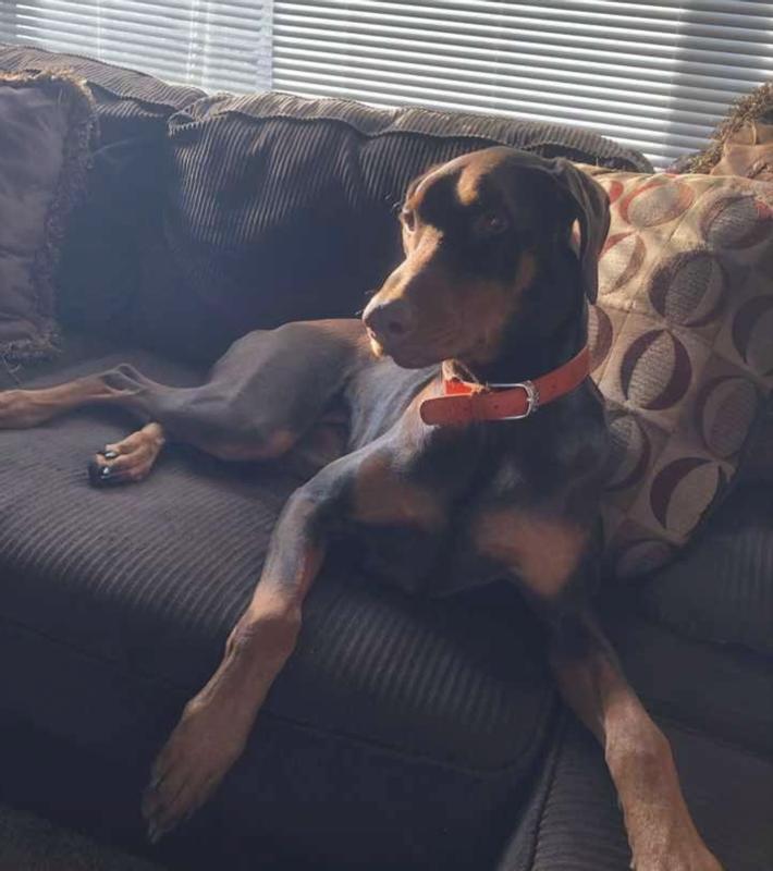 Juno on chillin on the couch!