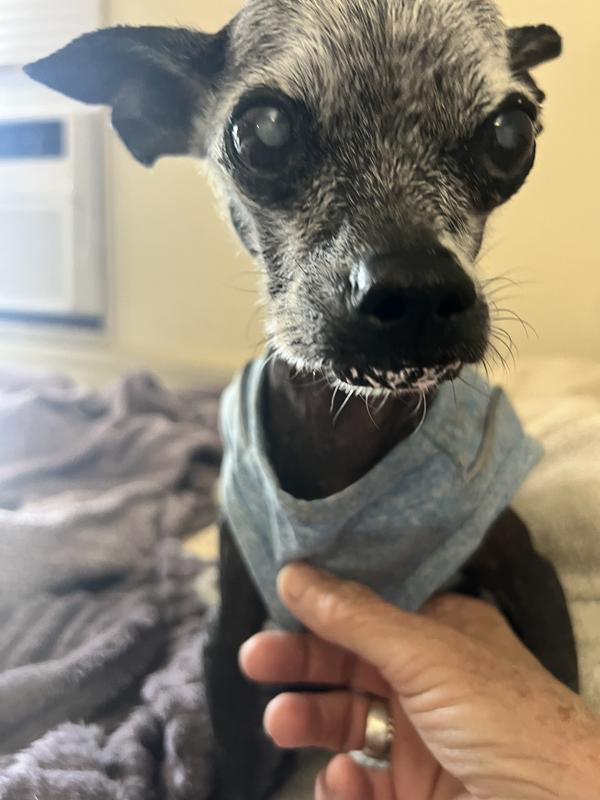 My sweet old man Guido
