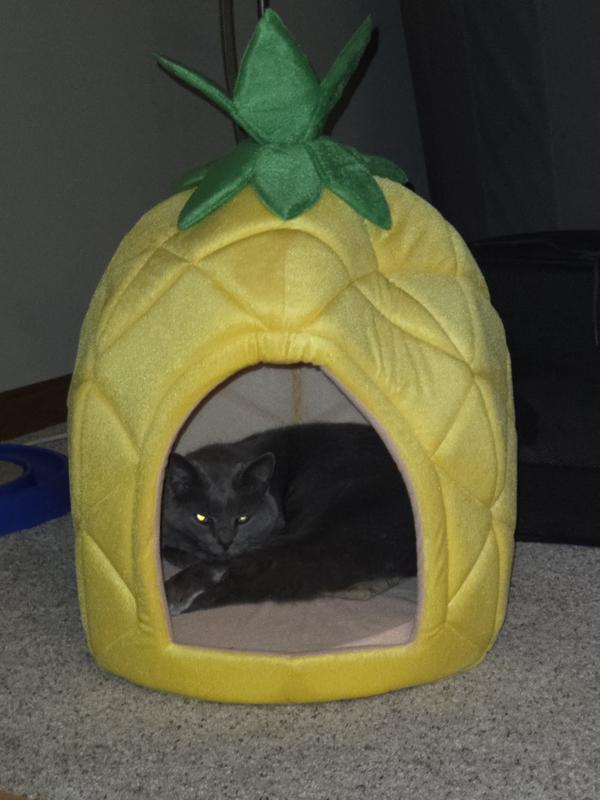Adult cat in the medium pineapple