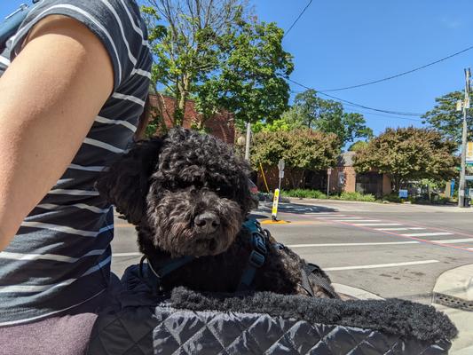 SNOOZER PET PRODUCTS Lookout Dog Rear Rider Bicycle Seat, Black - Chewy.com