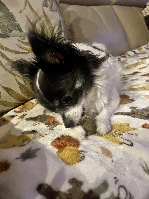 Izzy loves her Whimzee!
