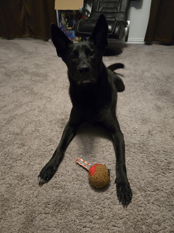 An intact toy 3 days later!