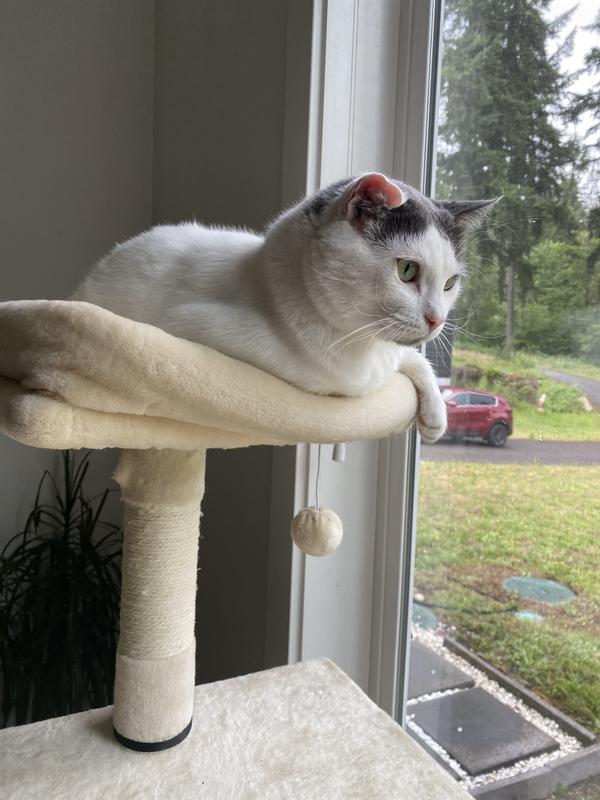 FRISCO 62in Faux Fur Cat Tree & Condo with Hammock, Cream