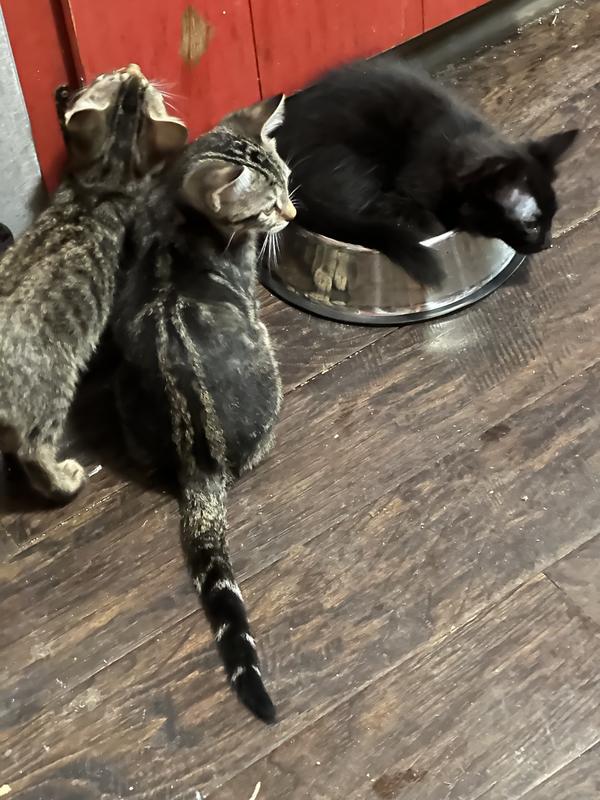 They look innocent they are fighting over who gets to sleep in the dog bowl lol they pushed his other bowl into the corner and they renamed it the kitten toilet bowl