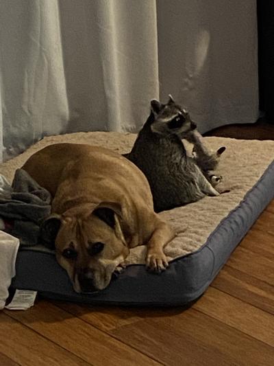 Bubz & Billy sad. No more chews.