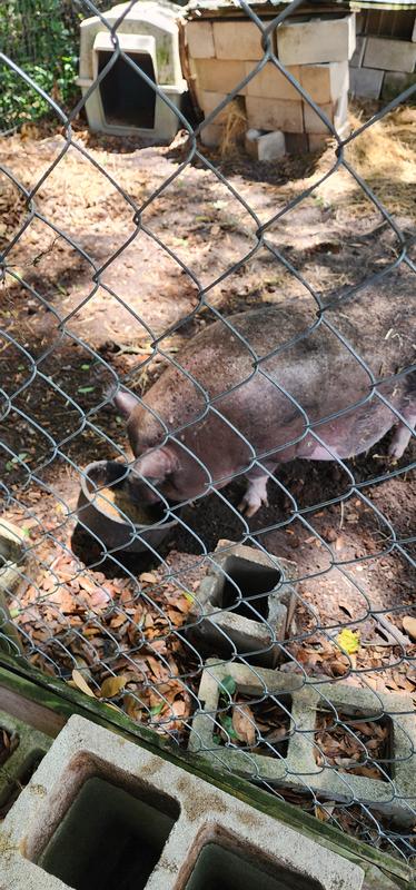 Happy piggy first food trial.