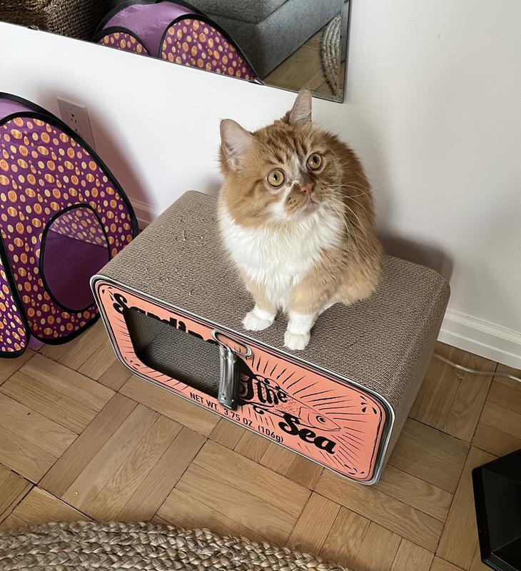 Sardine can hotsell cat scratcher