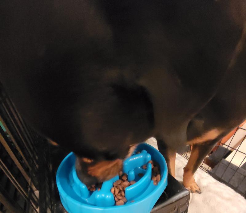 HE'S LIKE A PUPPY AGAIN!