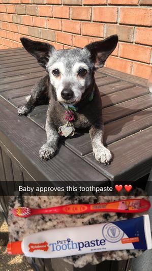 Baby toothpaste hotsell for dogs