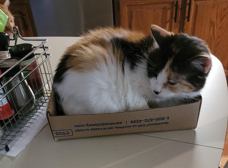 Bella in a box from chewy