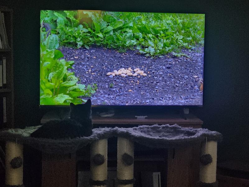 Aspyn enjoying cat TV from their new cat stands.