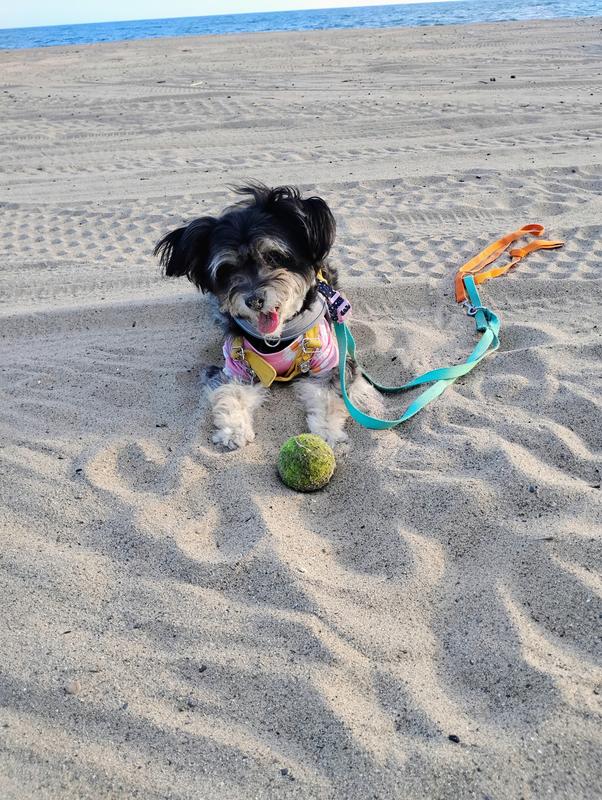 HAPPINESS BYE BYE BITING SAND FLEAS